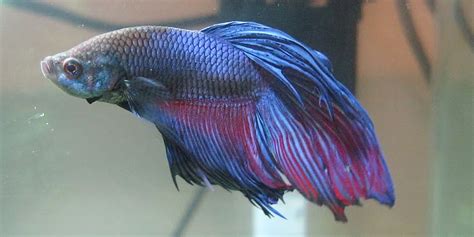 betta fish tail rot - betta fin rot treatment